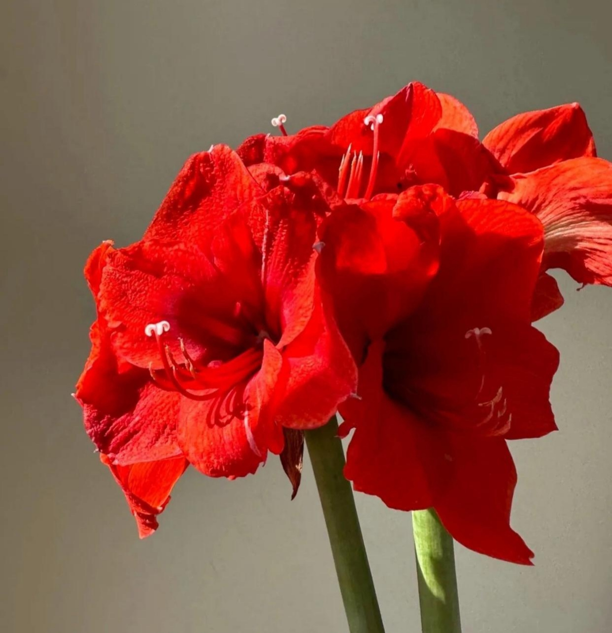 美花分享:爆款荷兰朱顶红,樱桃妮芙