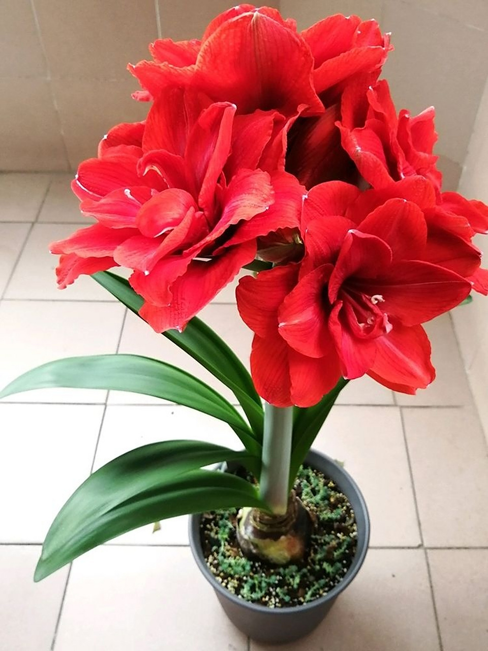 美花分享:爆款荷兰朱顶红,樱桃妮芙