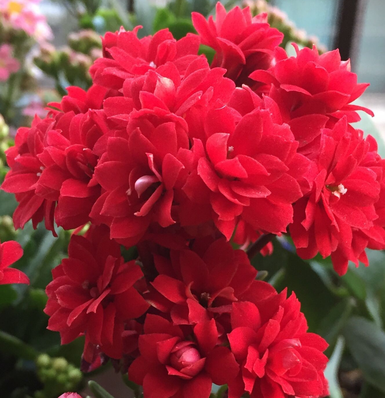 长寿花的花语有多种:  长寿安康;吉祥如意,幸福美满;  多子多孙,子孙