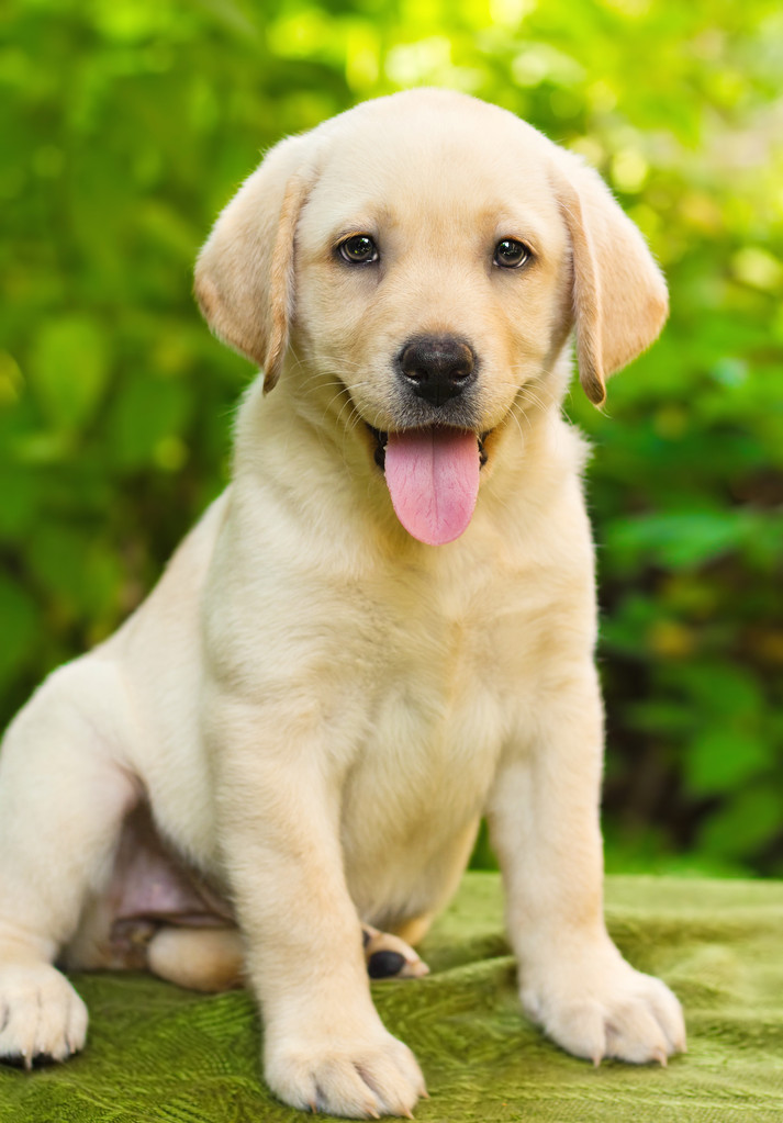 拉布拉多犬特性图片