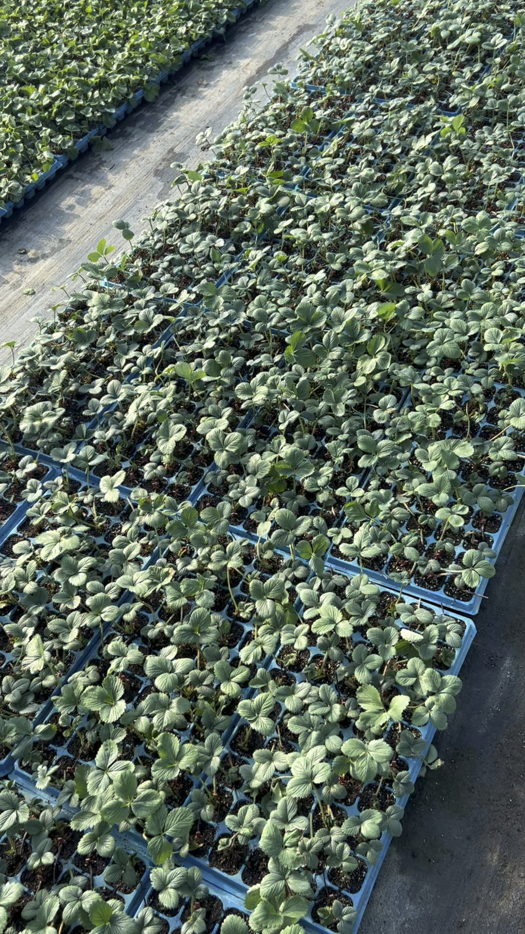 天仙醉又名妙香三号草莓苗,早熟高产大果