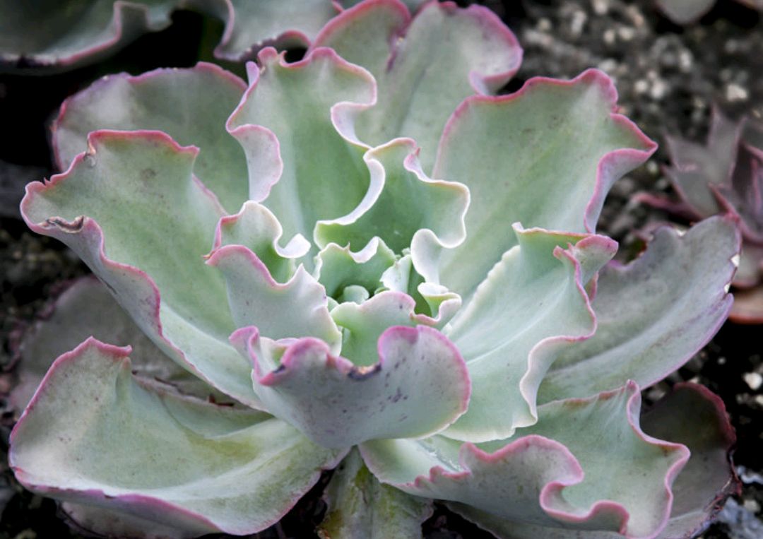 女王花笠多肉的养护方法