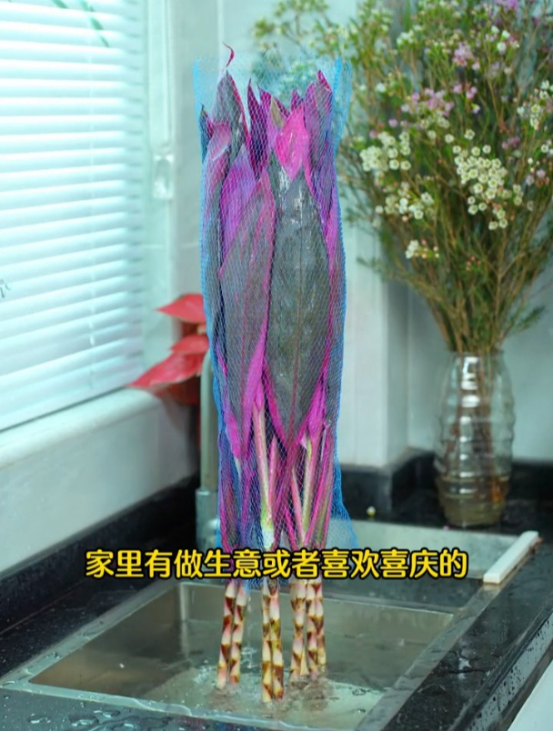 一种红叶富贵竹,名叫朱蕉气质高雅,养起来简单更气派