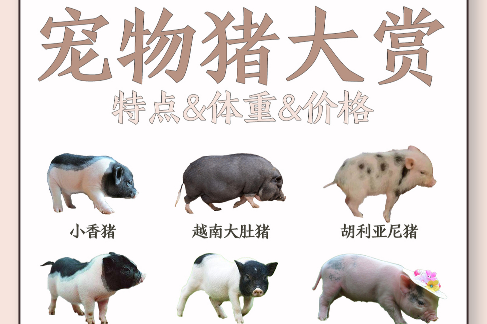 摘要:本文介绍了三种常见的宠物猪品种:迷你猪,茶杯猪和长毛猪,并强调
