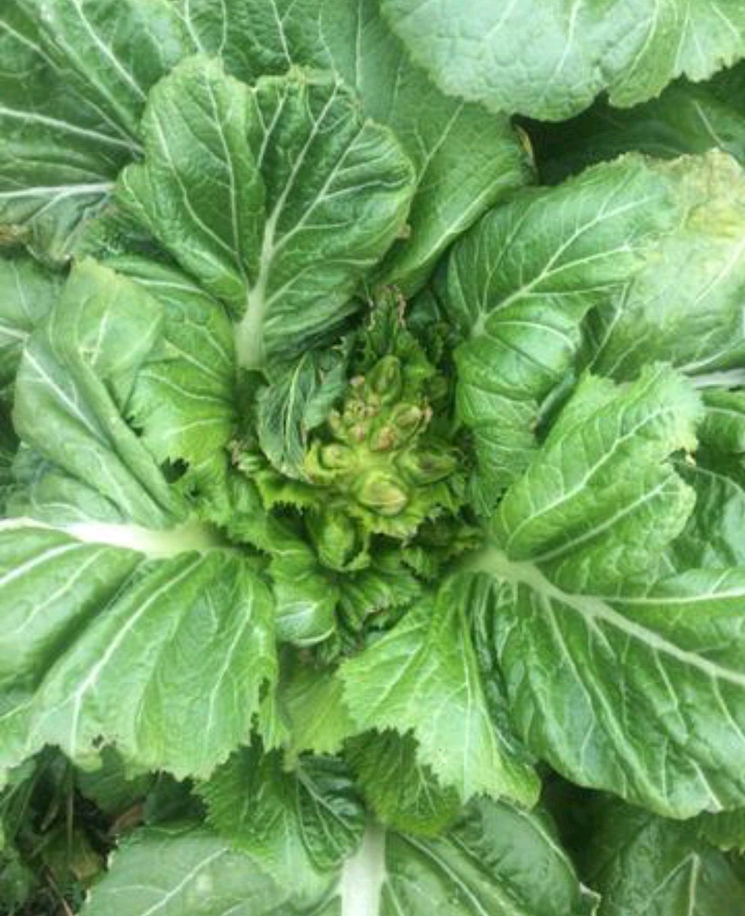 儿菜的生长习性及种植技术介绍