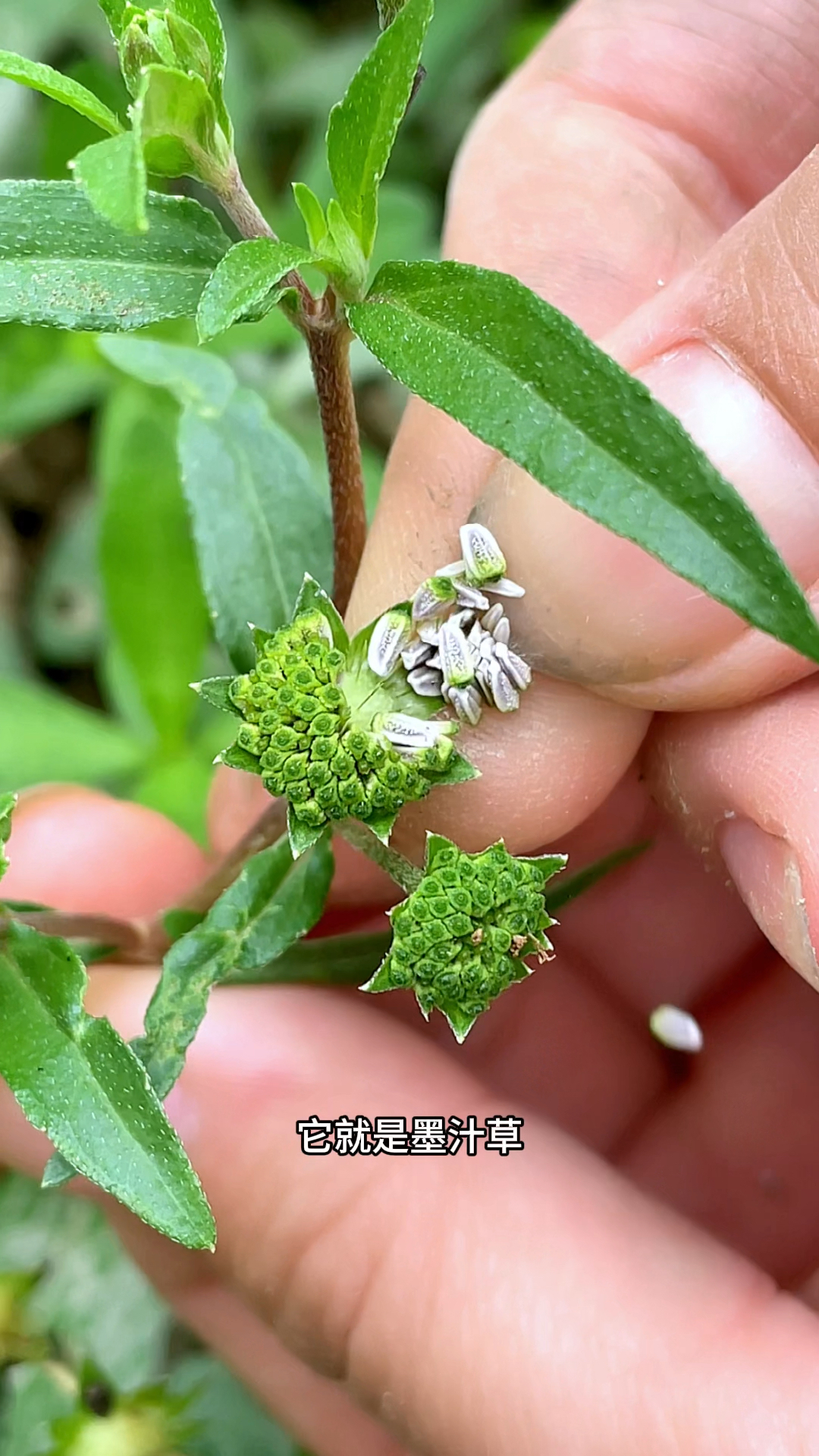 墨汁草,也叫黑头草,村里人说它是越洗越黑的草
