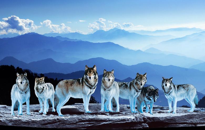 大年夜,五畜过年时狼群发动袭击,牧民却为狼送去年餐