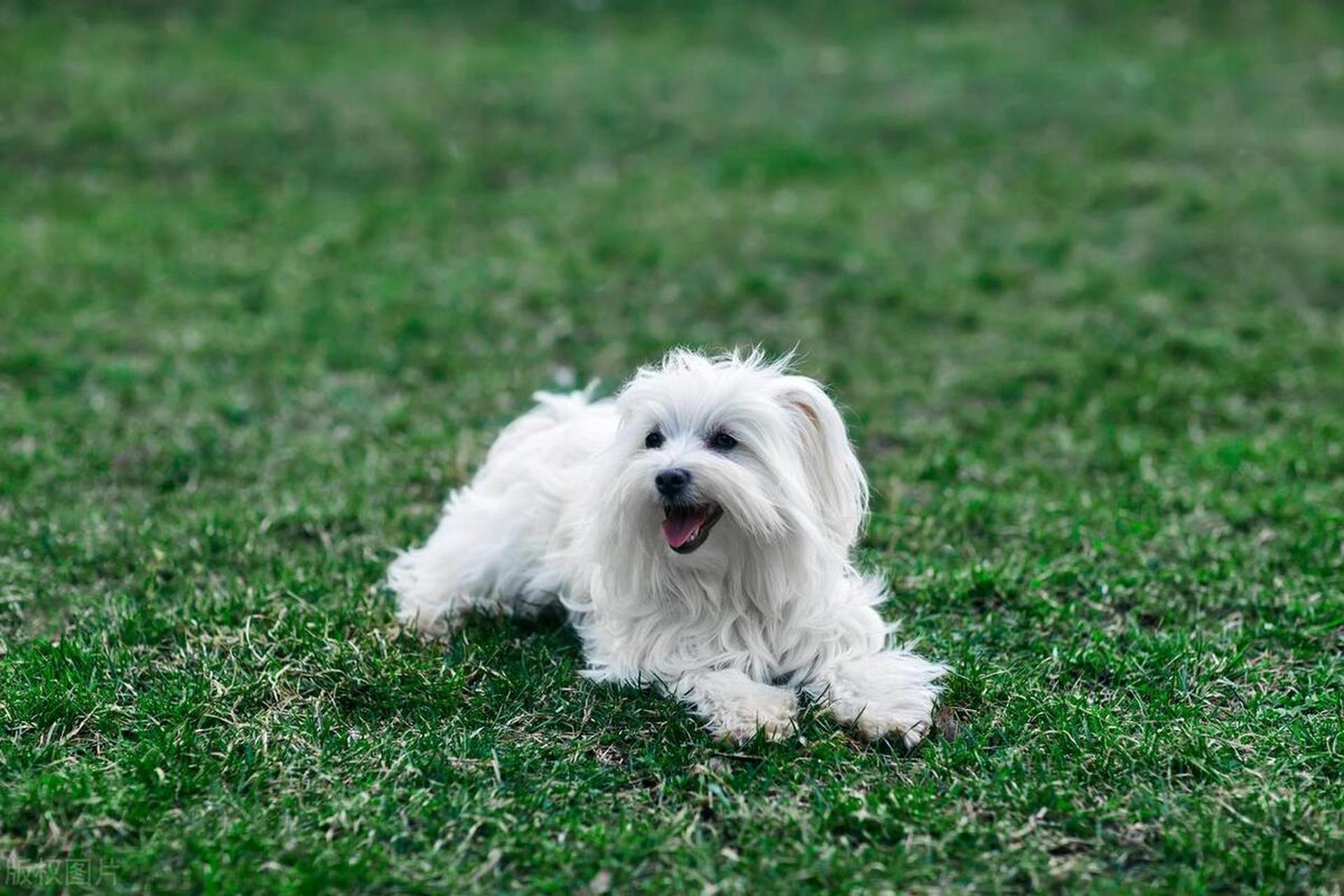 马尔济斯犬是一种小型宠物犬品种,寿命长,体型小,价格亲民.