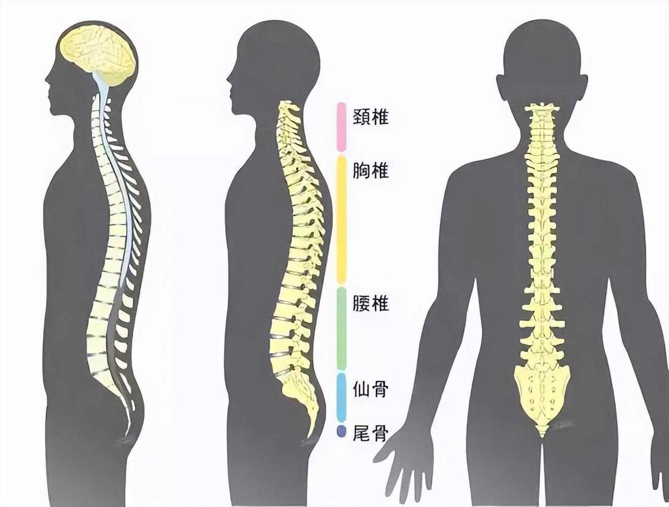 骨的演变过程图片图片