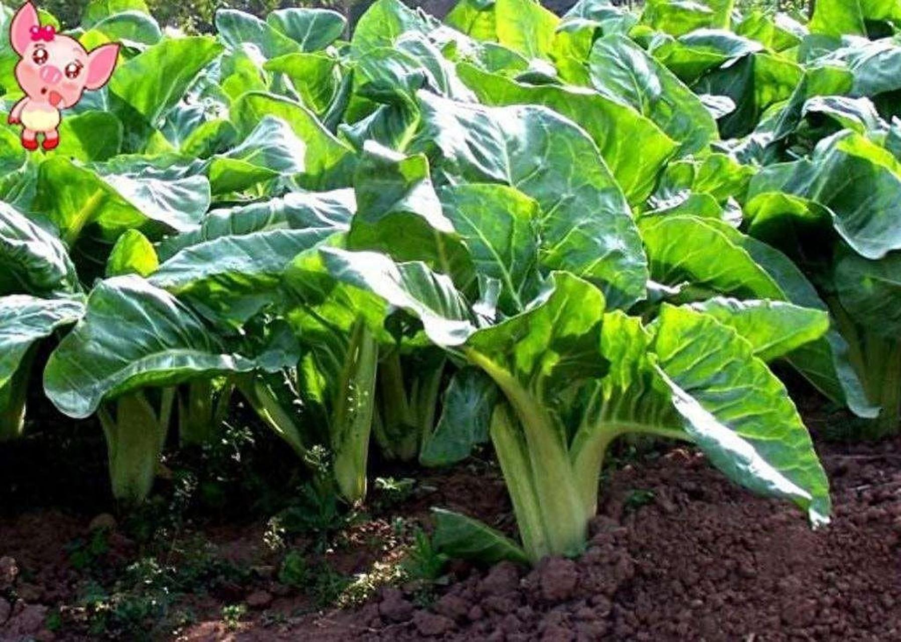 在湖南新化农村,莙荙菜种植较少,而城市中常见的蔬菜