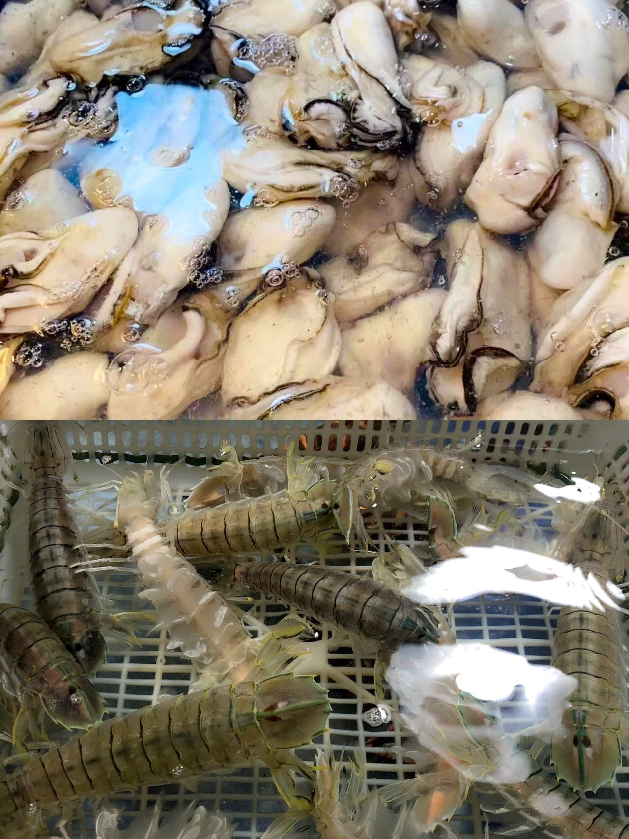 去海陵岛不可错过的海鲜店