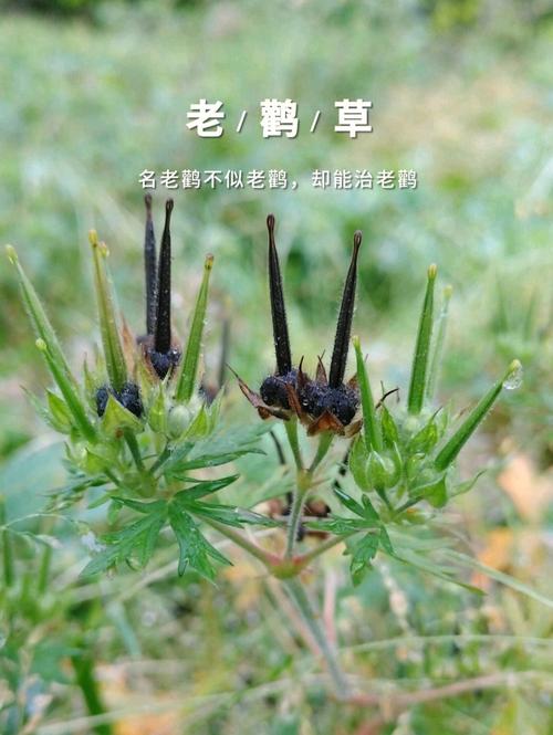 中药老鹳草属祛风湿药下属分类的祛风湿强筋骨药【仅供参考】  中药