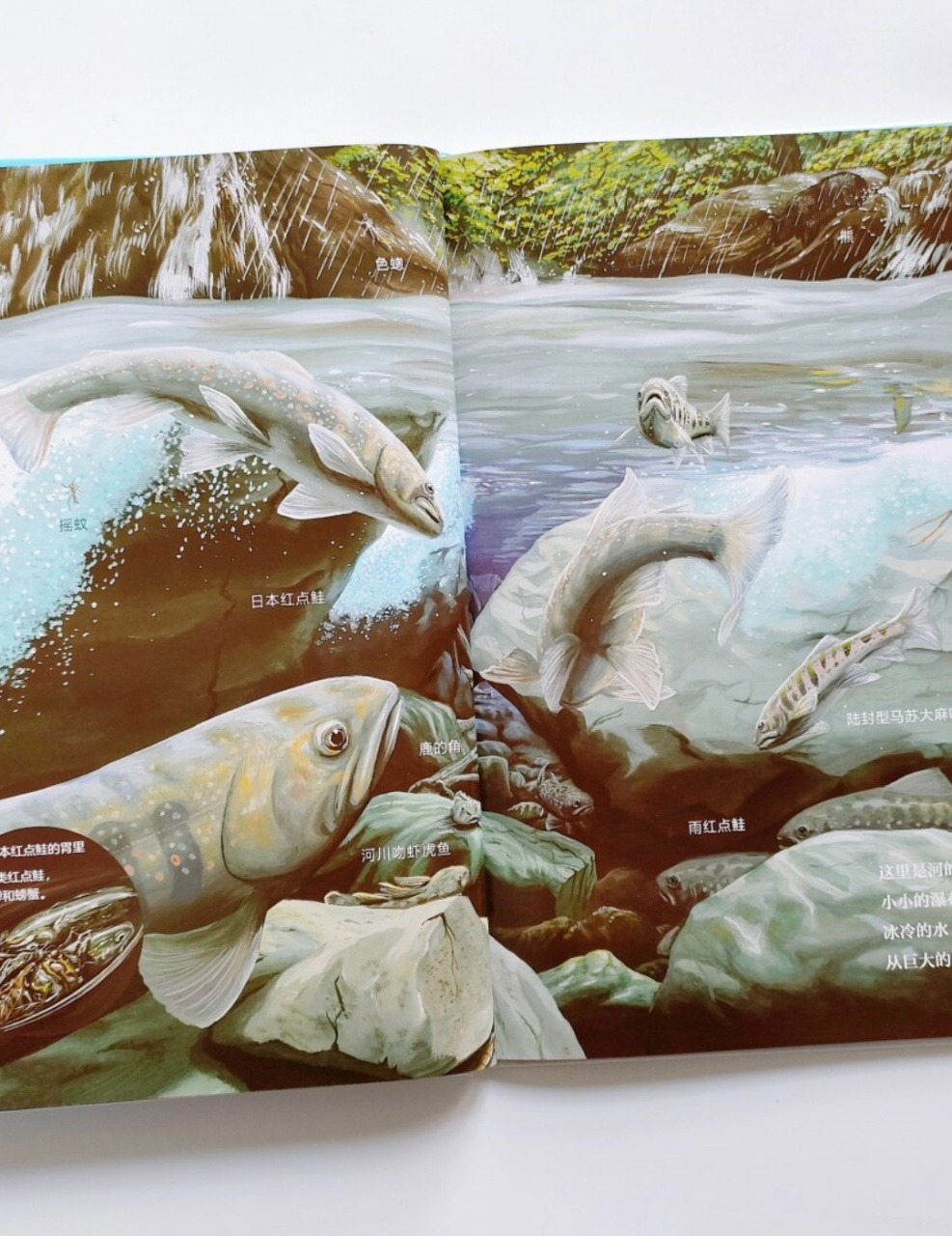 我真的很爱这样的自然科普绘本!太好看啦!