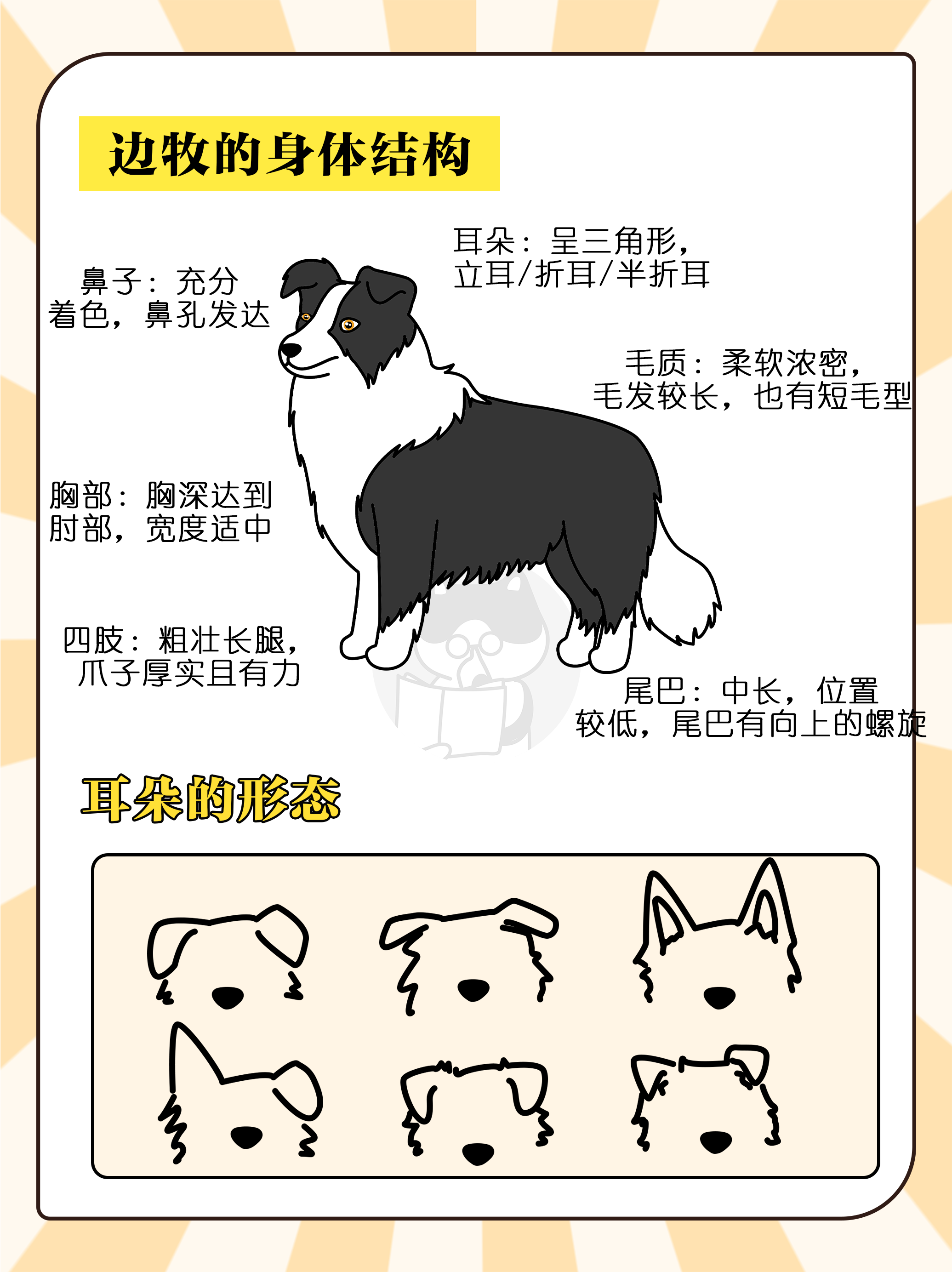 边牧喂养手册|狗是狗,边牧是边牧.@氧宠博士的动态