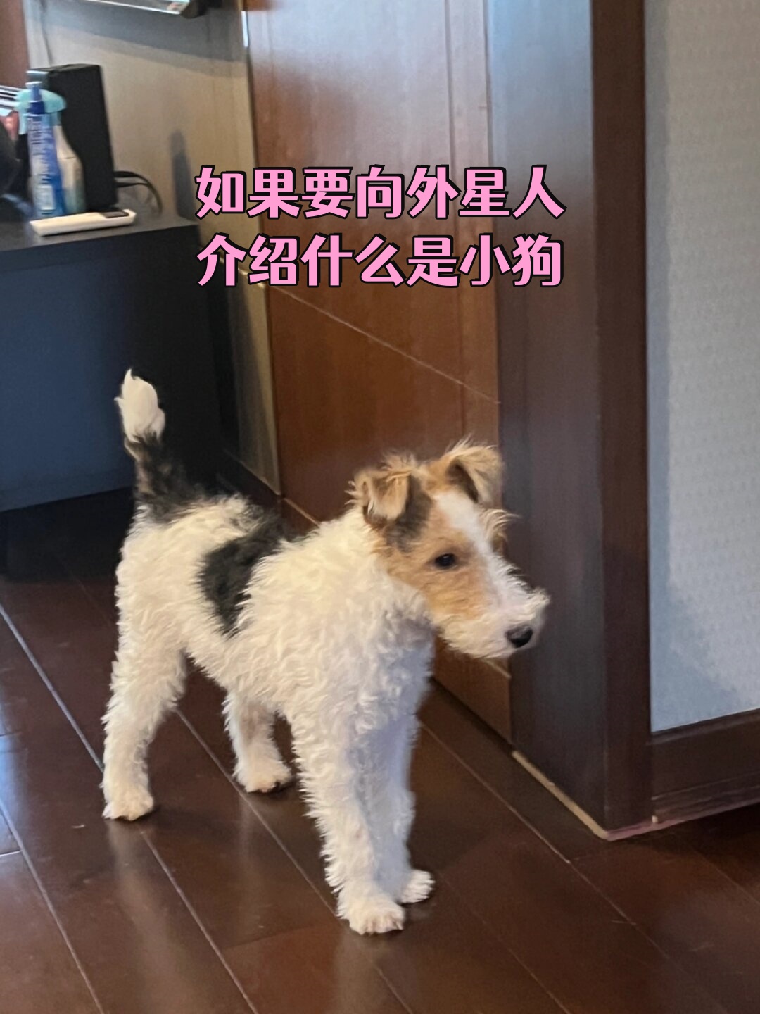 刚毛猎狐梗的毛发微微卷曲尾巴短而翘起耳朵垂下鼻子圆圆的