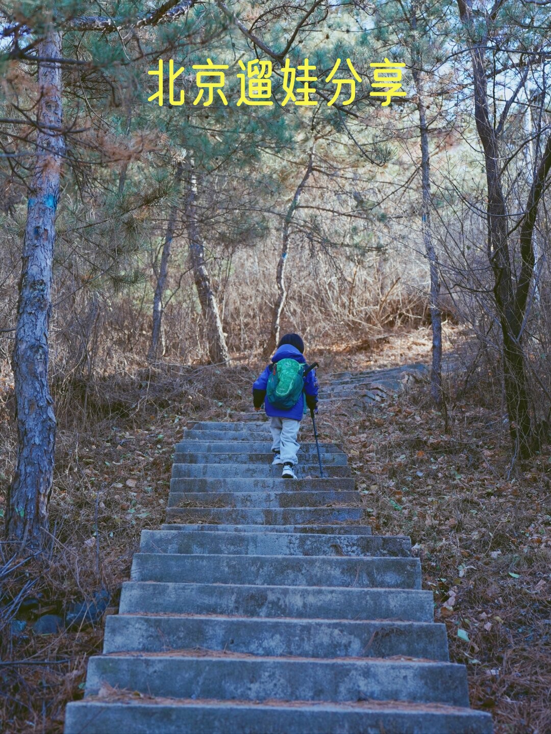 上周日12月3日我们带着孩子们来到了一片森林步道
