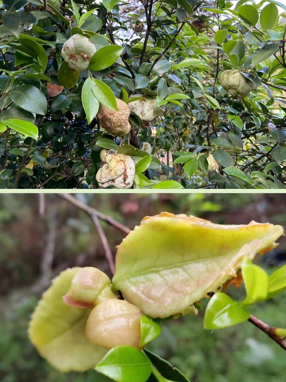 茶泡果百科图片