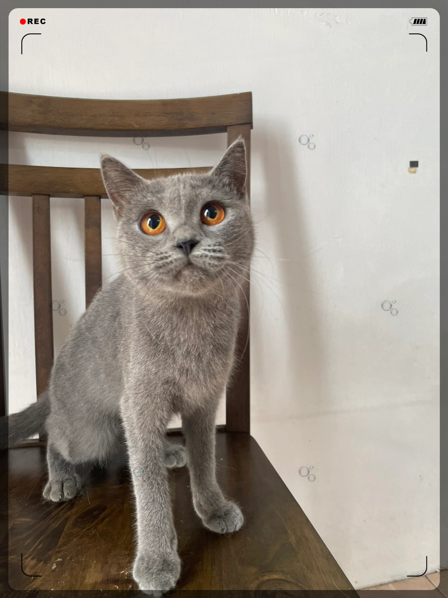 蓝猫英短妹妹清笼出猫舍关了所有全部猫便宜出