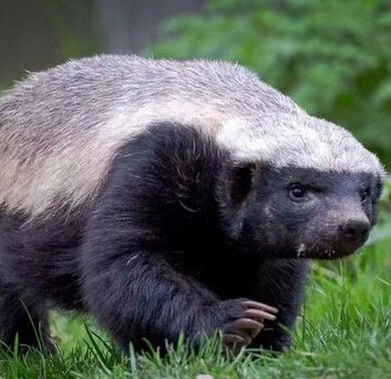 生死看淡,不服就干蜜獾  在非洲大陆上,有一种动物以其无畏,好斗和无