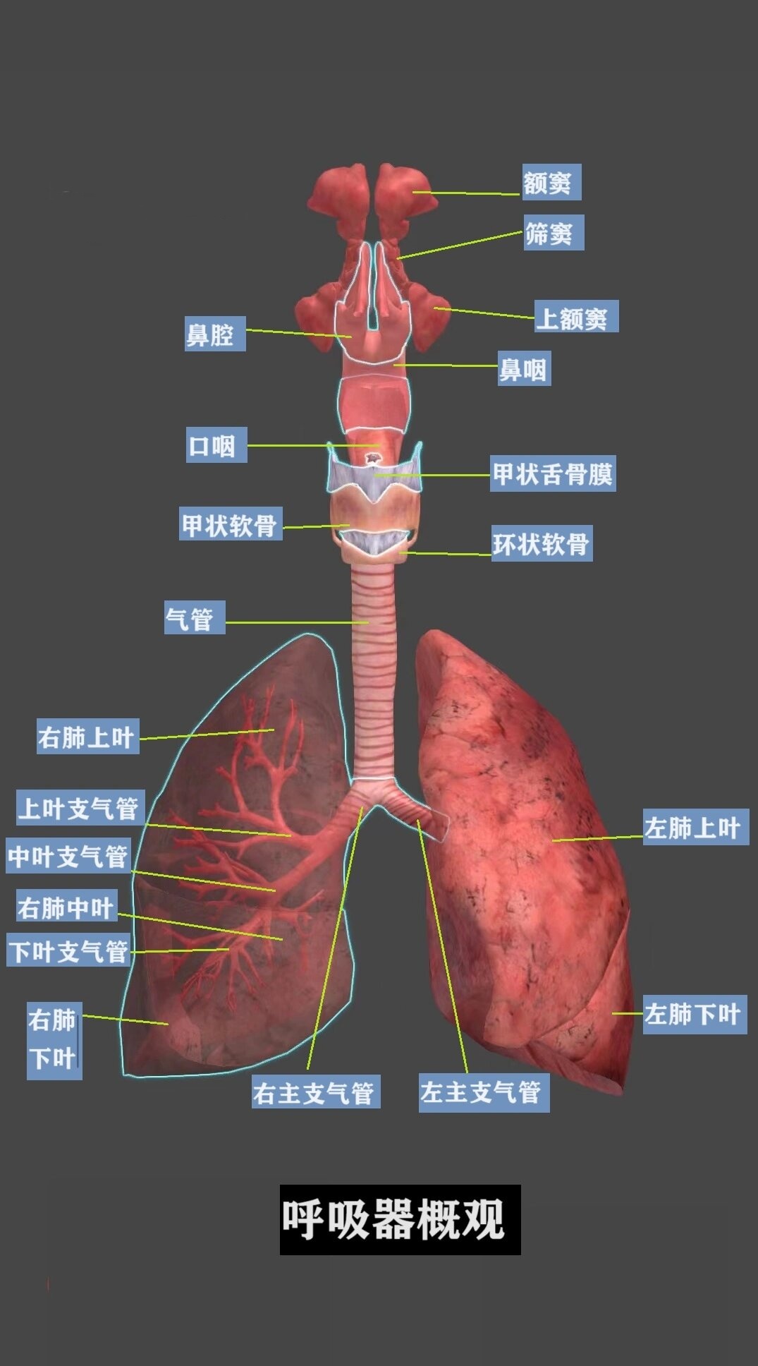呼吸系统是人类和动物体内的重要系统,主要功能是进行