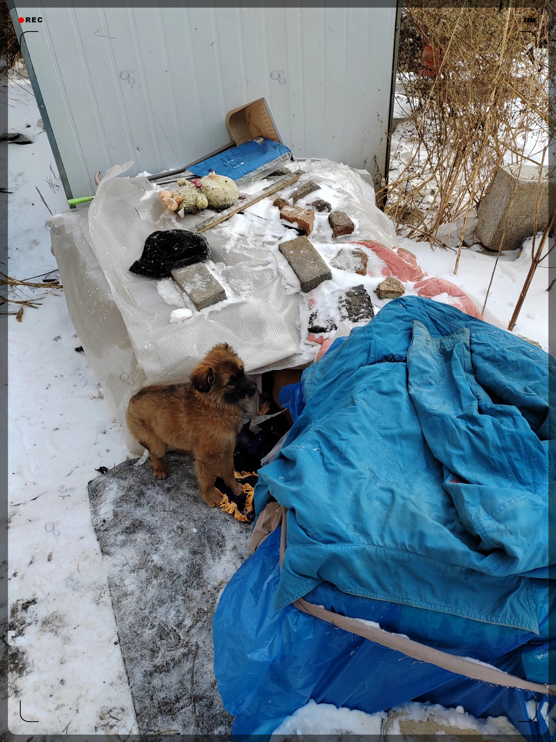 今天早上,我为三只小流浪狗扫开了一条生命通道,送去了温暖的狗粮.