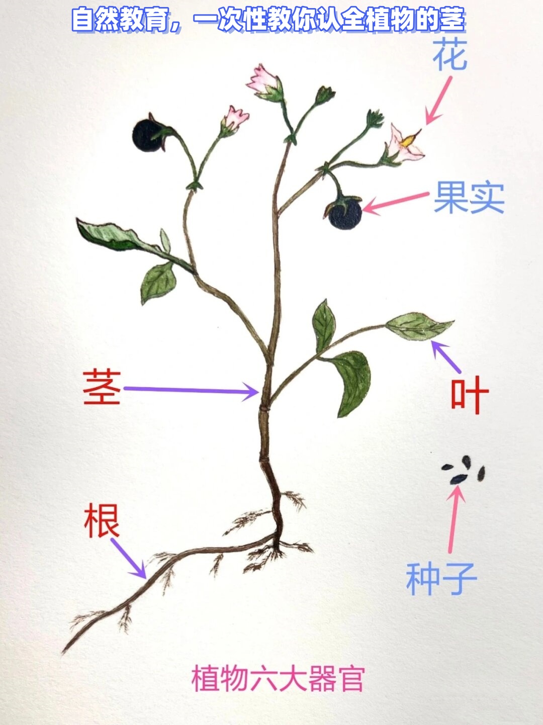 其中,茎作为植物体的重要部分,不仅连接着根与叶,还承载着多种生命