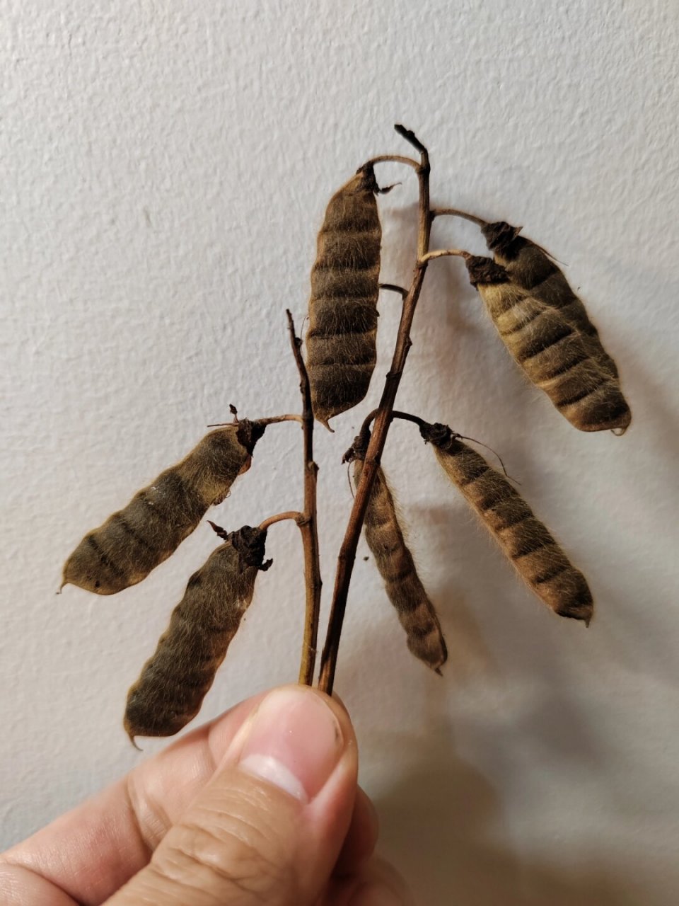 虫豆:叶子的药用与果实的魅力  蔓草虫豆,这个看似普通却蕴含深意的