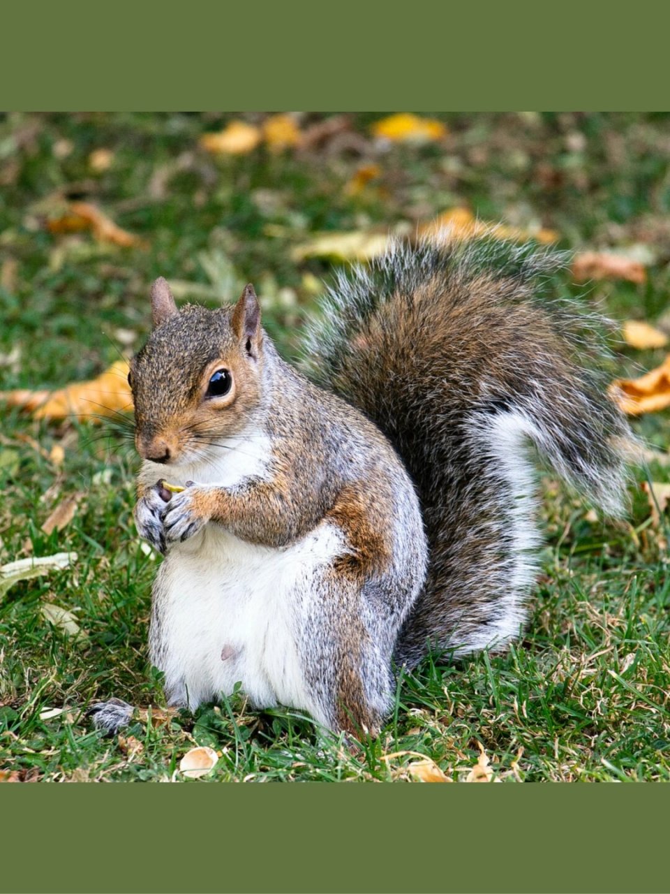 【免费商用绘画素材】动物篇  今日的主题分享是可爱的松鼠/squirrel.