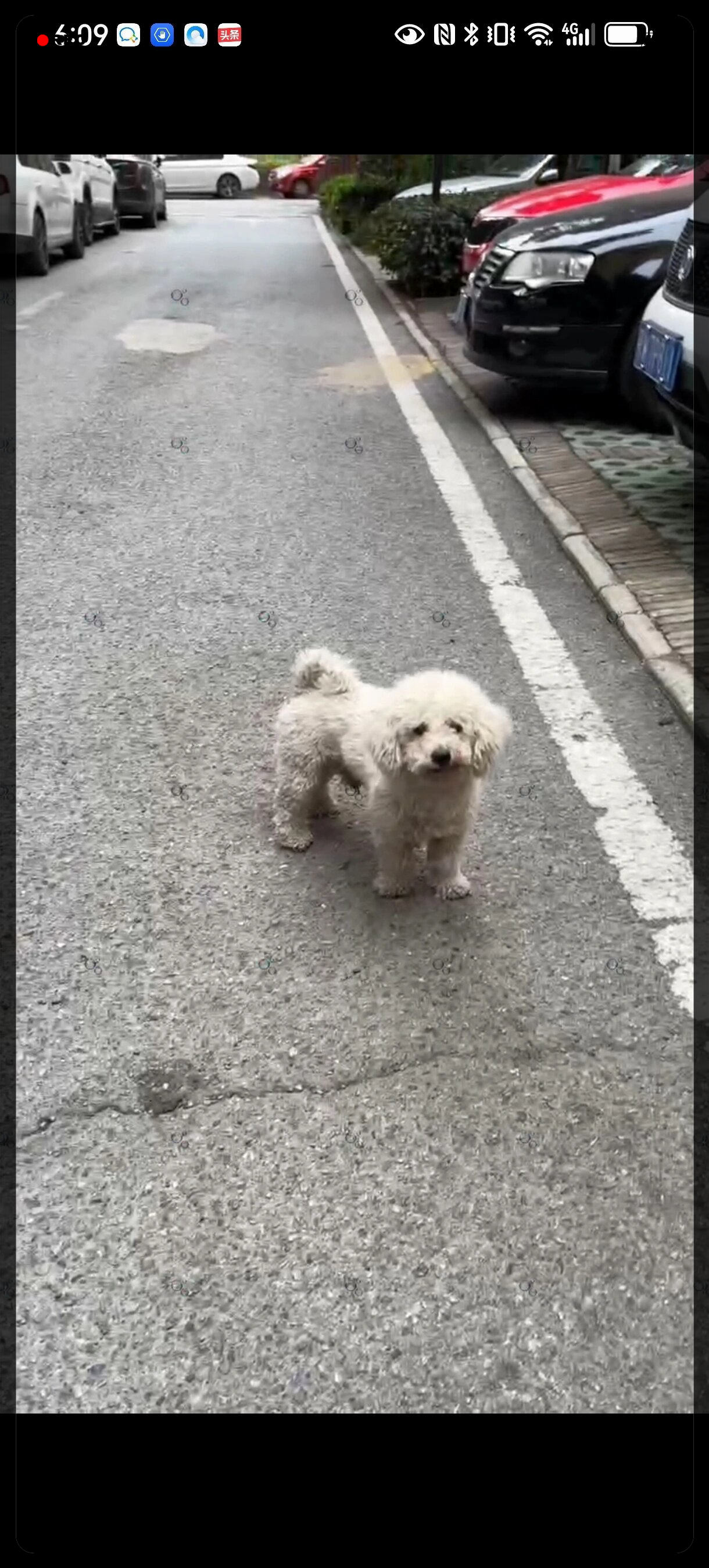 或许它们曾经有着温暖的家庭和主人,但现在它们只是无助的流浪者,面