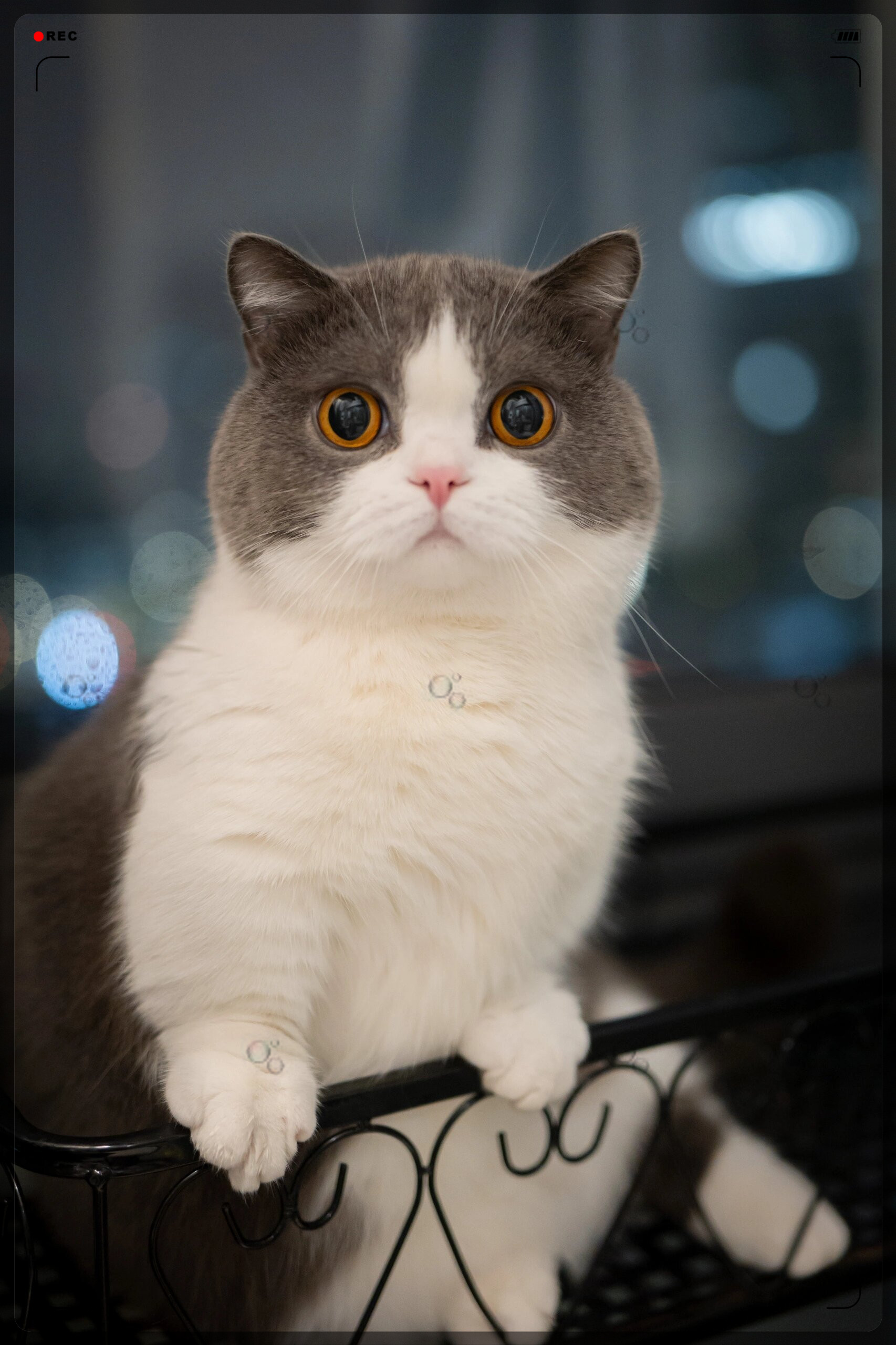 我的治愈系猫咪