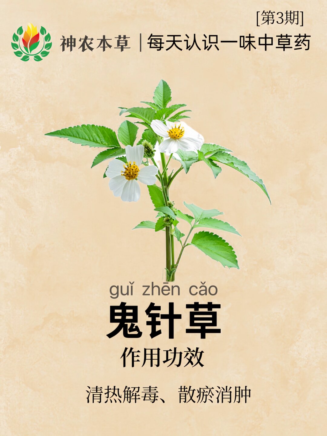 第3期o每天认识一味中草药鬼针草