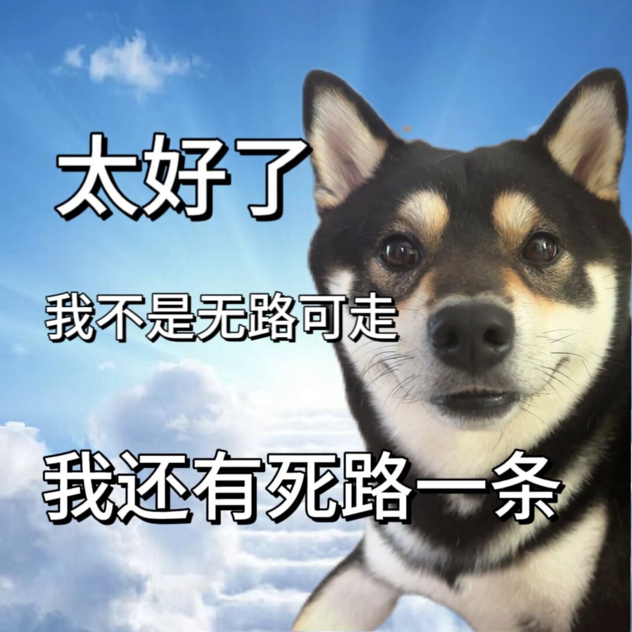 太好了我不是无路可走  年轻人哪有不发疯的,这些表情包简直就是我