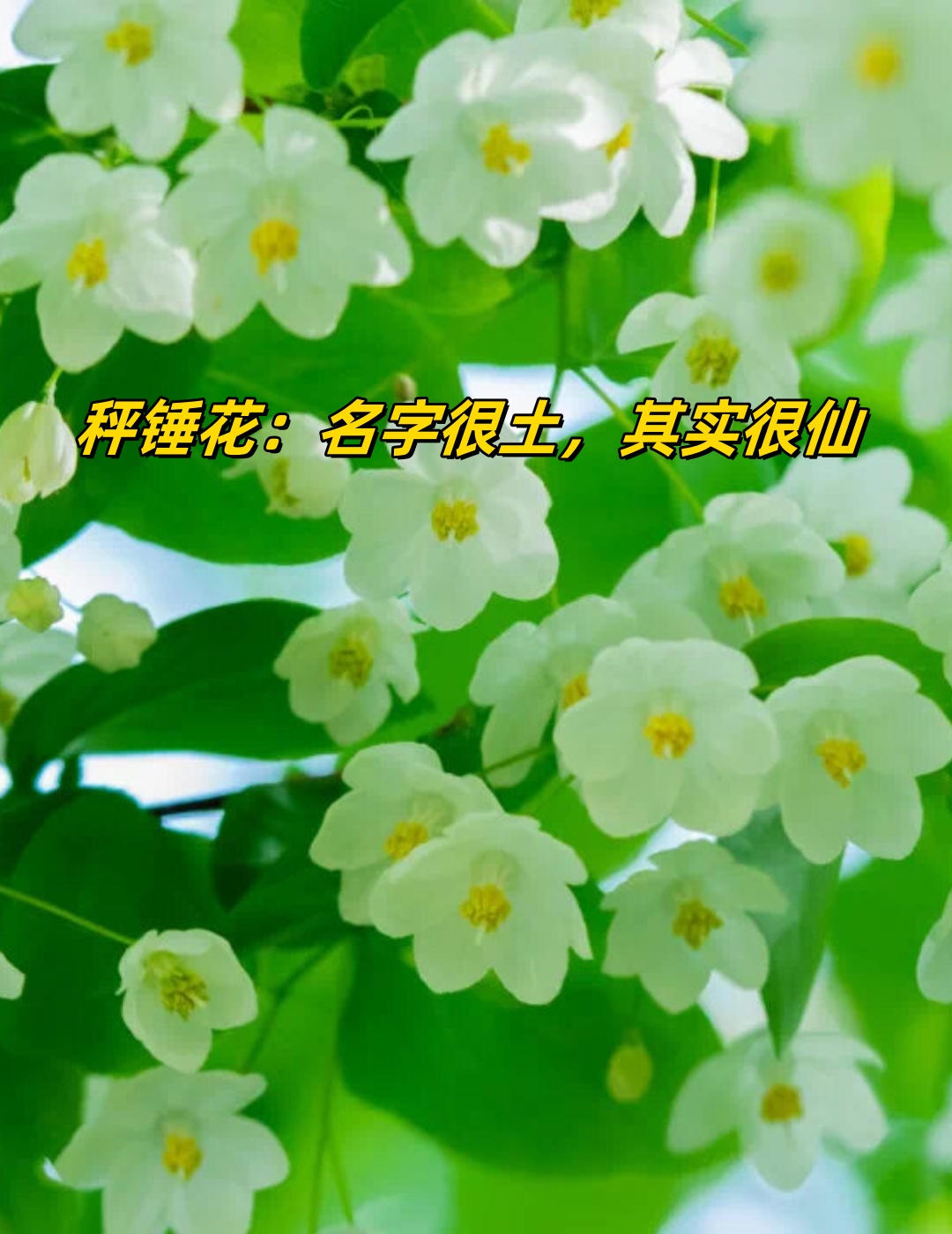 各种花的名字手机壁纸图片