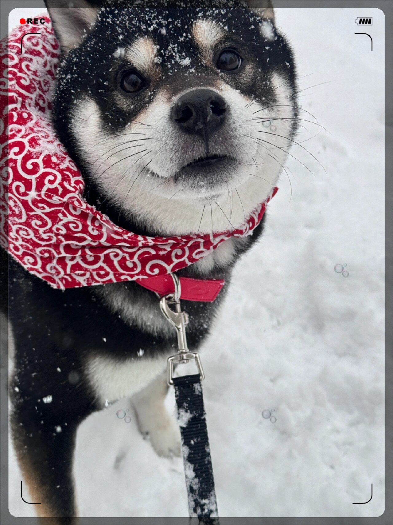 乌云盖雪的狗图片