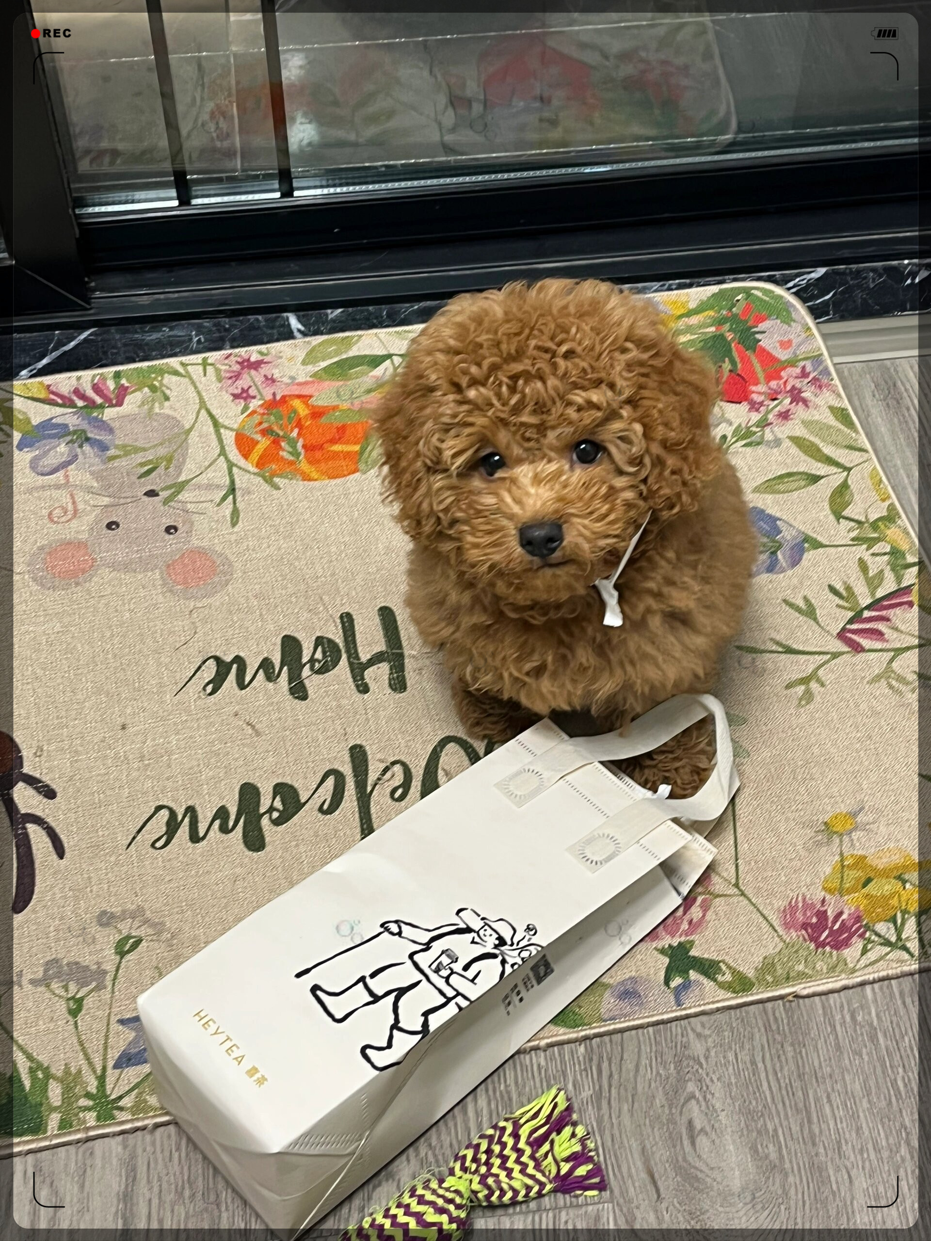 狗狗也想喝奶茶了  狗狗的世界也充满了甜蜜的想象!