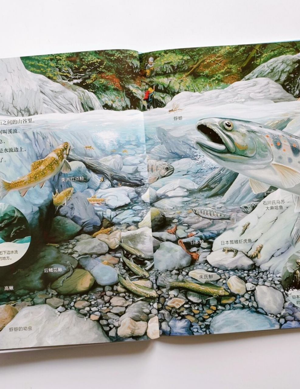 我真的很爱这样的自然科普绘本!太好看啦!
