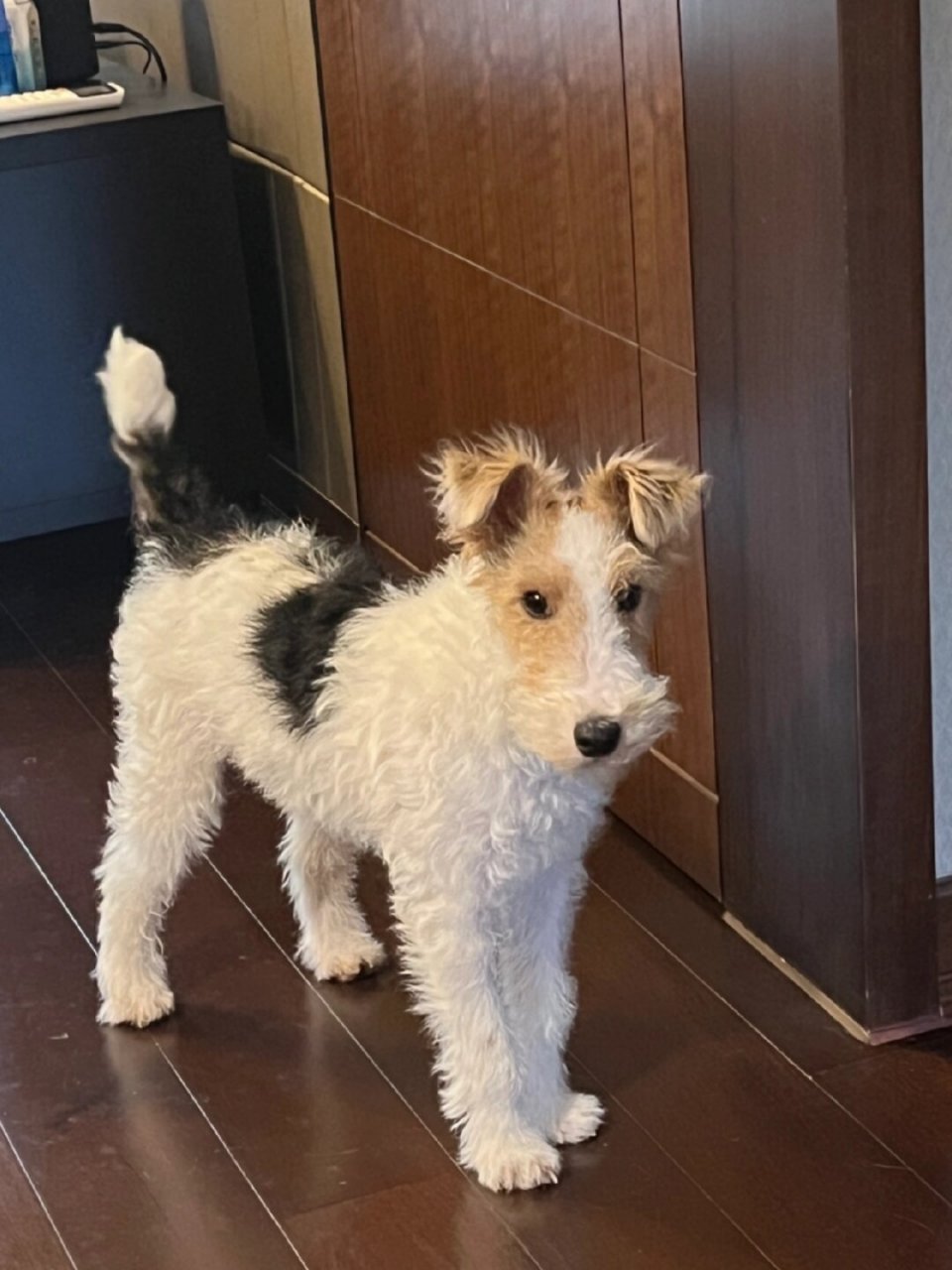 刚毛猎狐梗的毛发微微卷曲,尾巴短而翘起,耳朵垂下,鼻子圆圆的