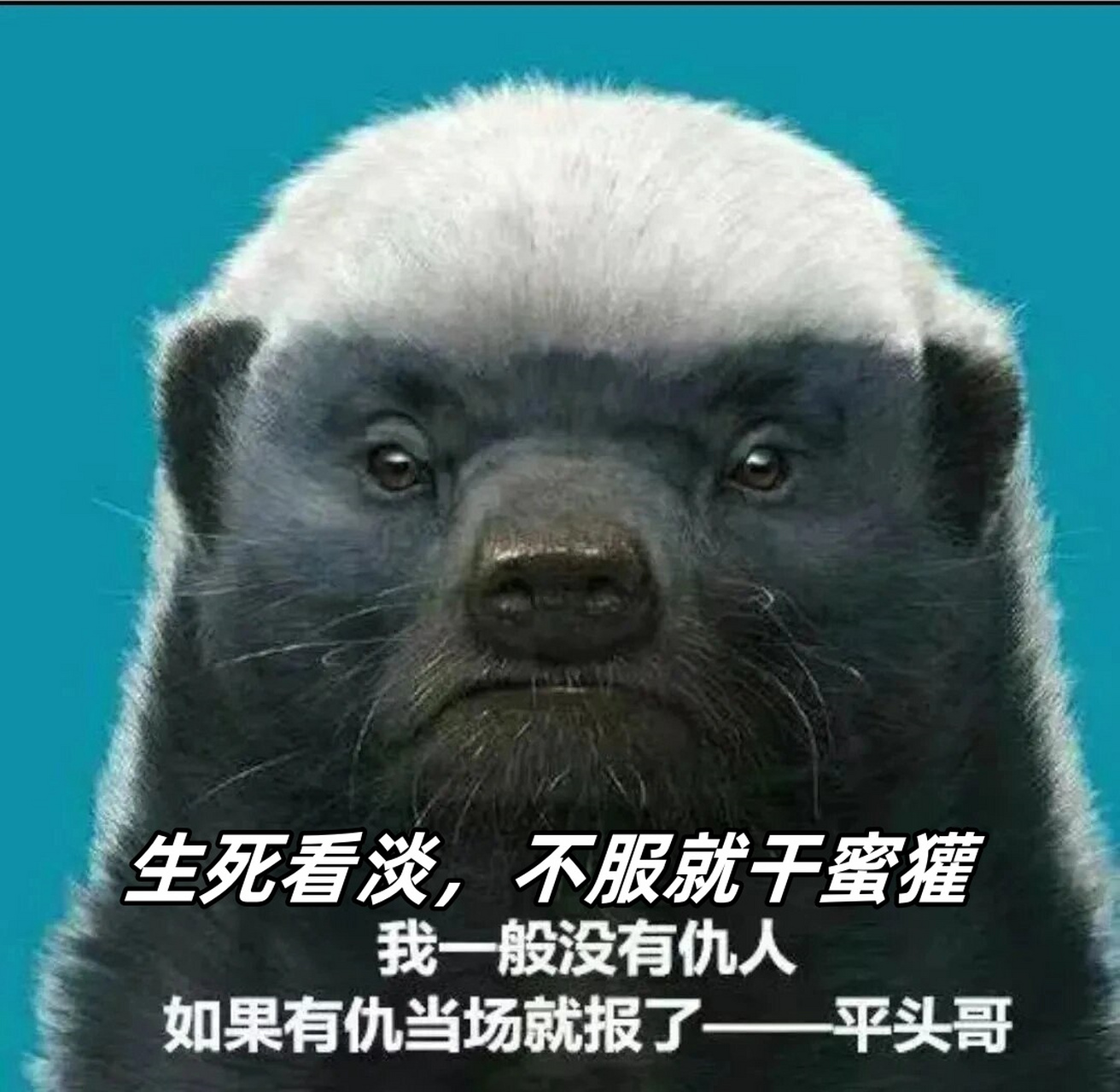 生死看淡,不服就干蜜獾  在非洲大陆上,有一种动物以其无畏,好斗和无