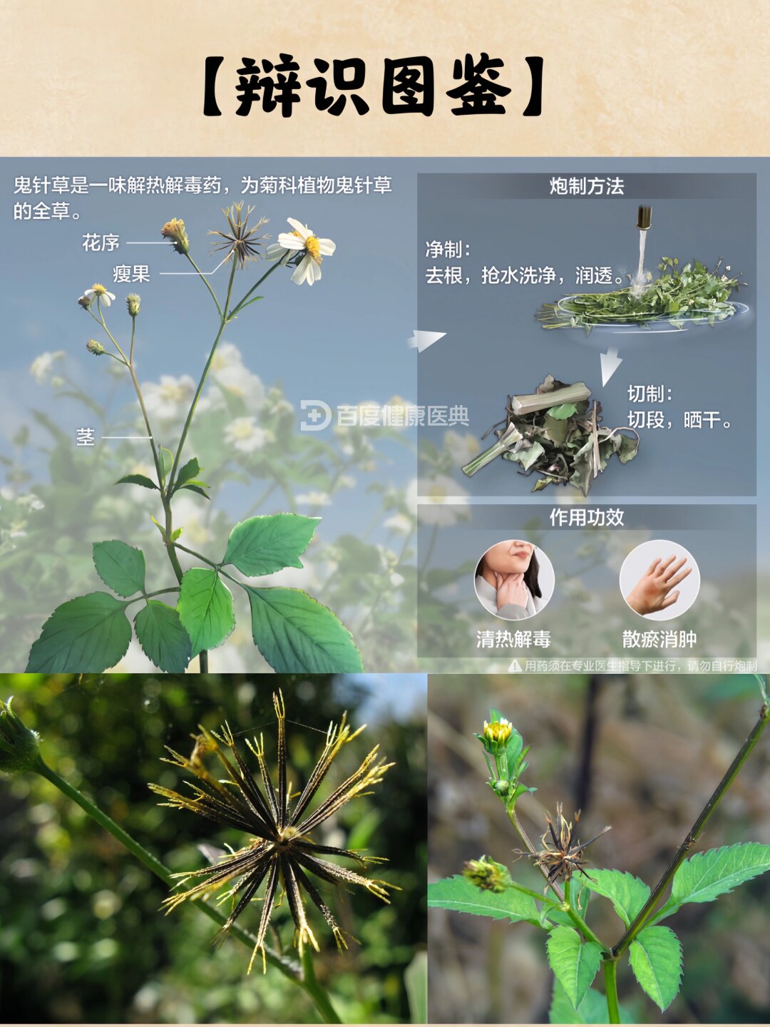 第3期o每天认识一味中草药鬼针草