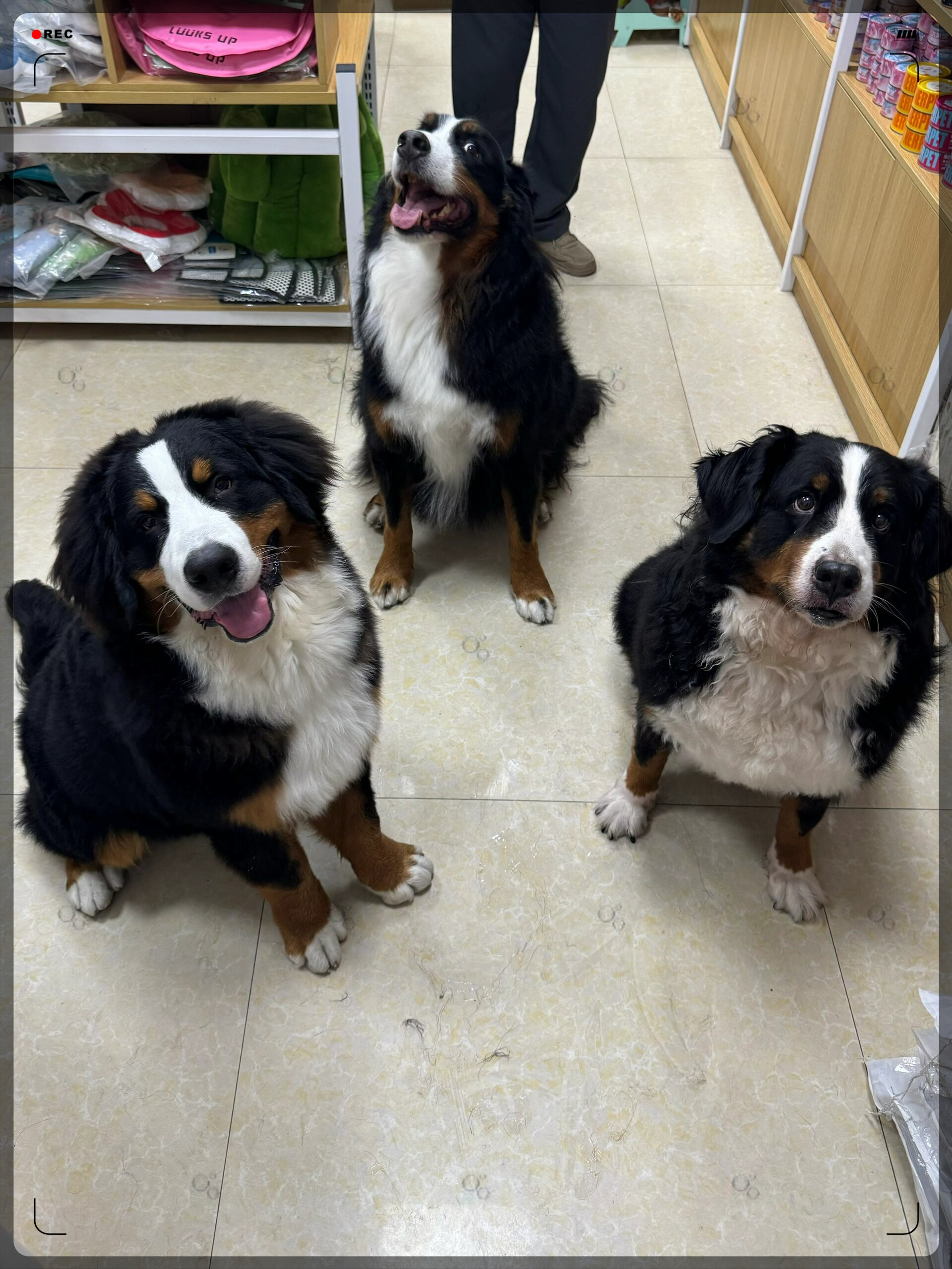 伯恩山犬是一种非常可爱聪明的狗狗它们温柔友善非常适合作为家庭