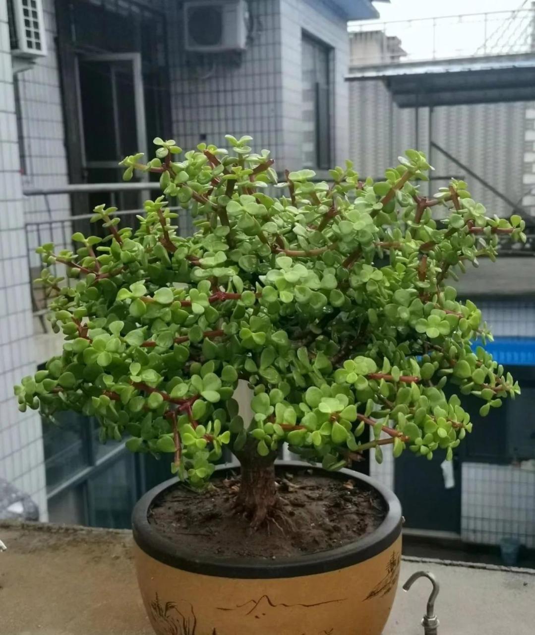 因此极适合小盆栽或整型成盆景,花卉市场上赋予树马齿苋"金枝玉叶"的