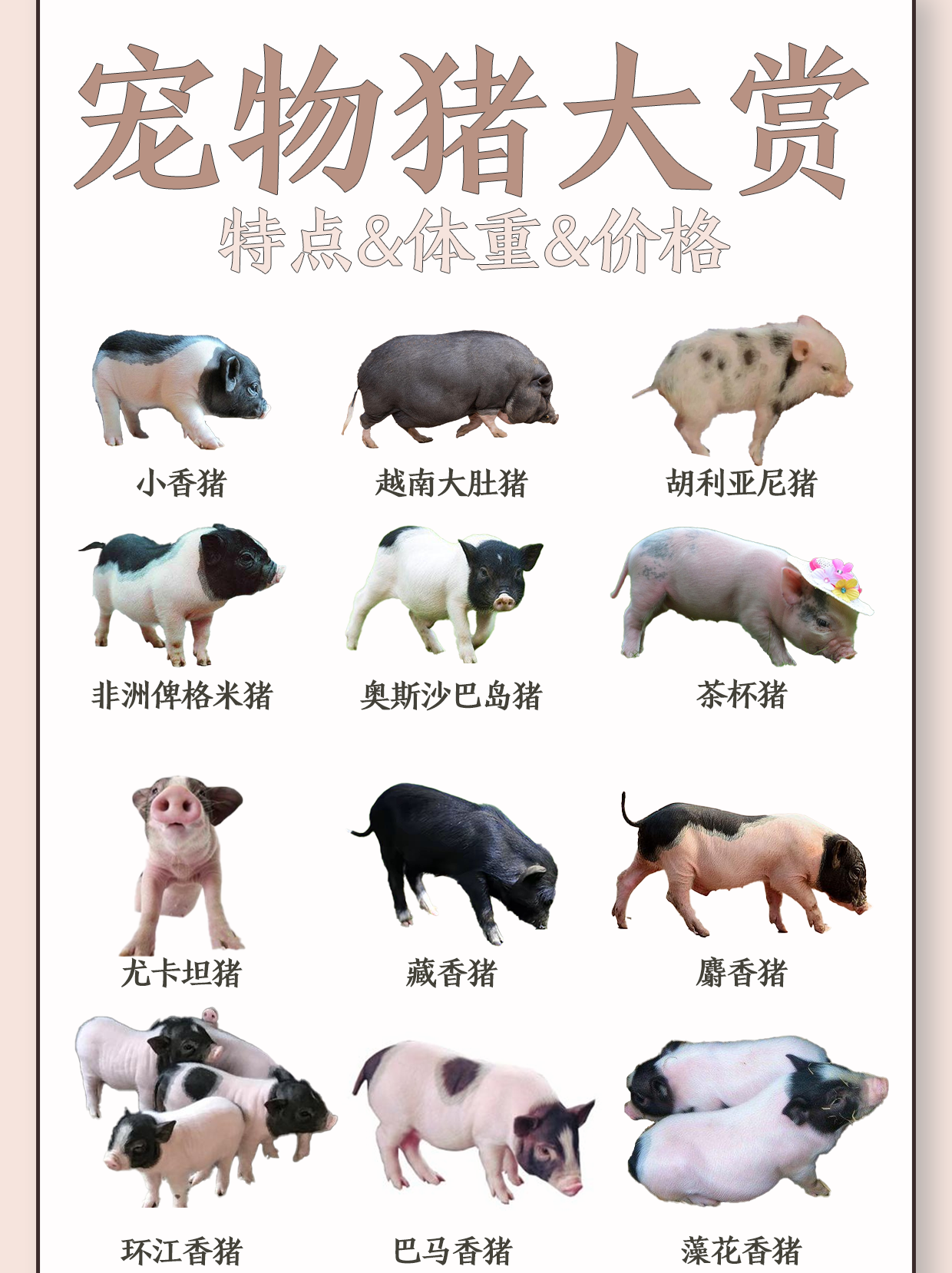 以下是几种常见的宠物猪品种,让我们一起来了解一下它们的特点和养护