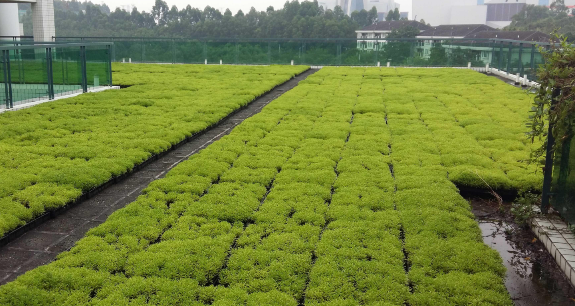 屋顶楼顶轻质种植土该如何选择?
