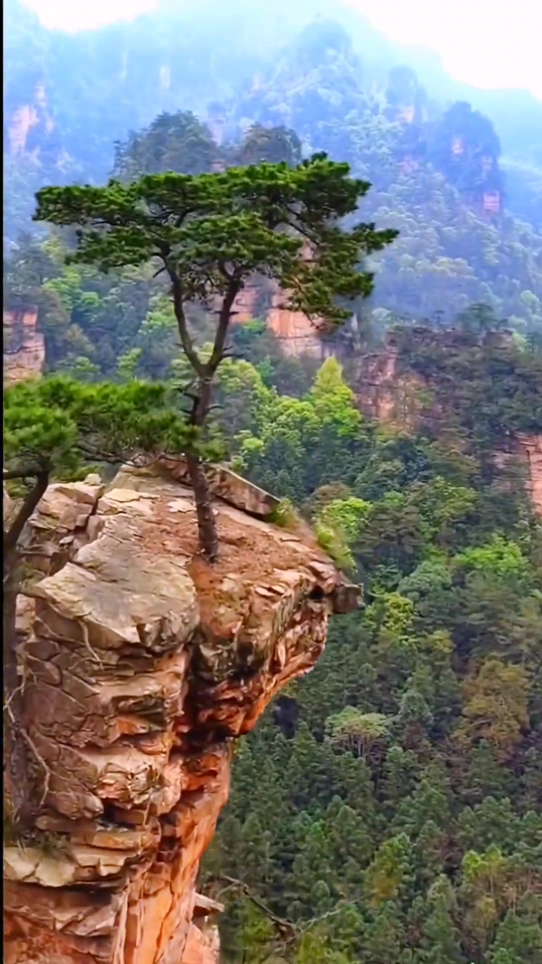 万年不老松图片图片