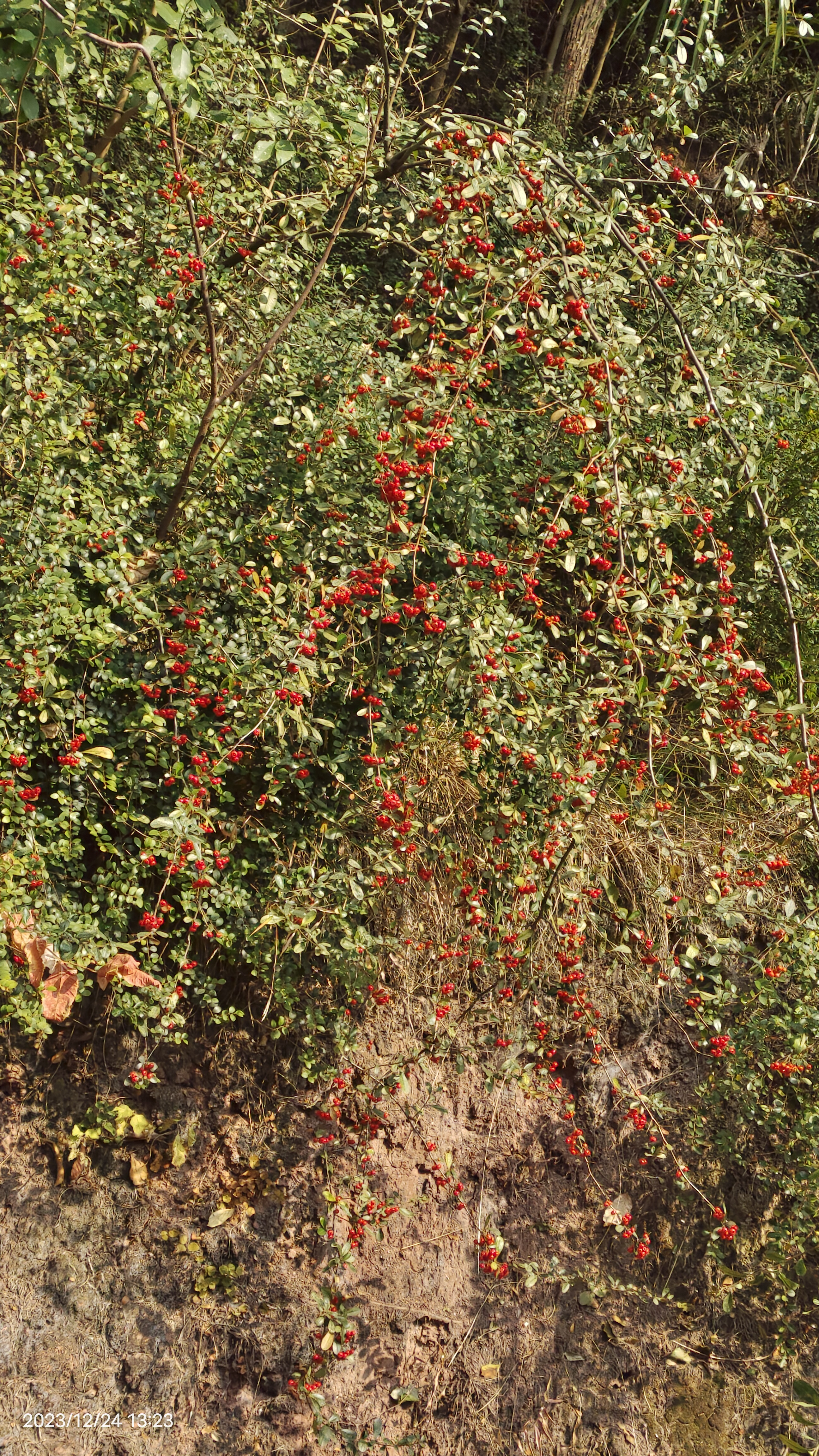 寓意红红火火,可食用,只是味酸涩,口感不行军粮野果火棘果野苹果功效