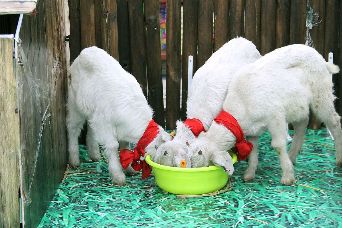 冬季羊只饮水有讲究,做好4个方面,保证羊只健康