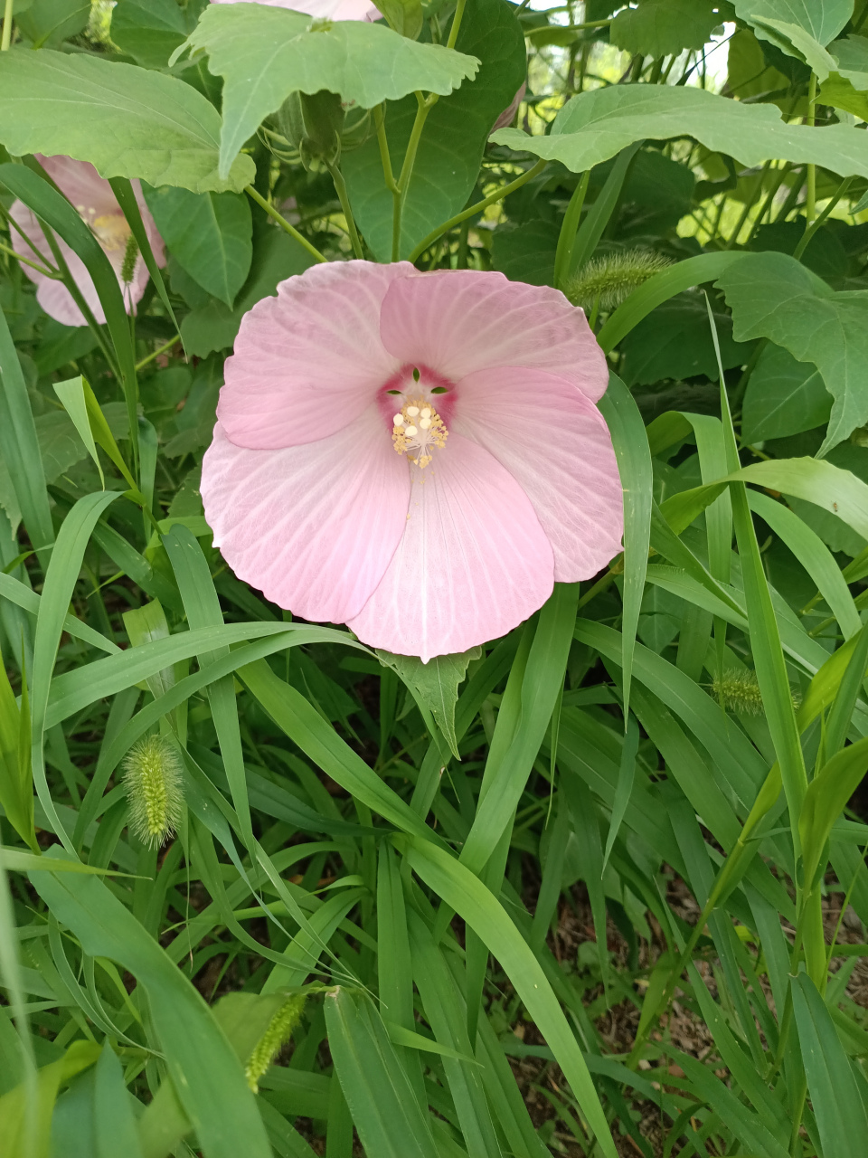 非常周末一枝花图片