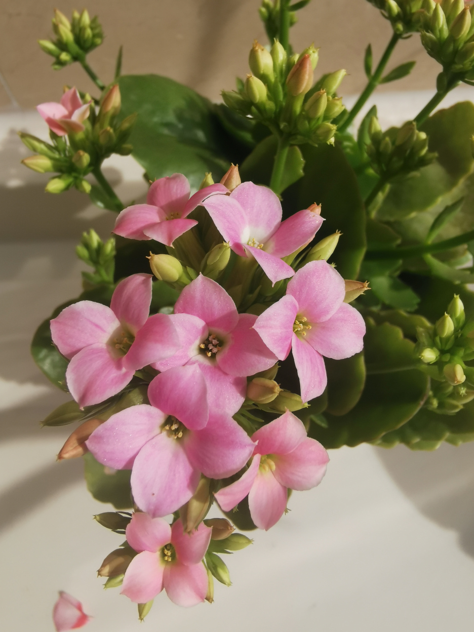 长寿花品种分享(二)克拉:可爱的粉色长寿花,单瓣,花瓣比较大而圆润