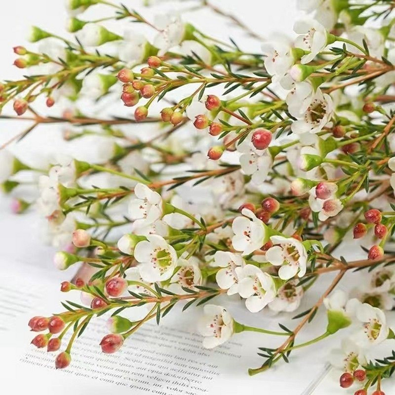 94澳洲腊梅真花鲜花,可水养花期长78  96最近,我入手了一款美丽