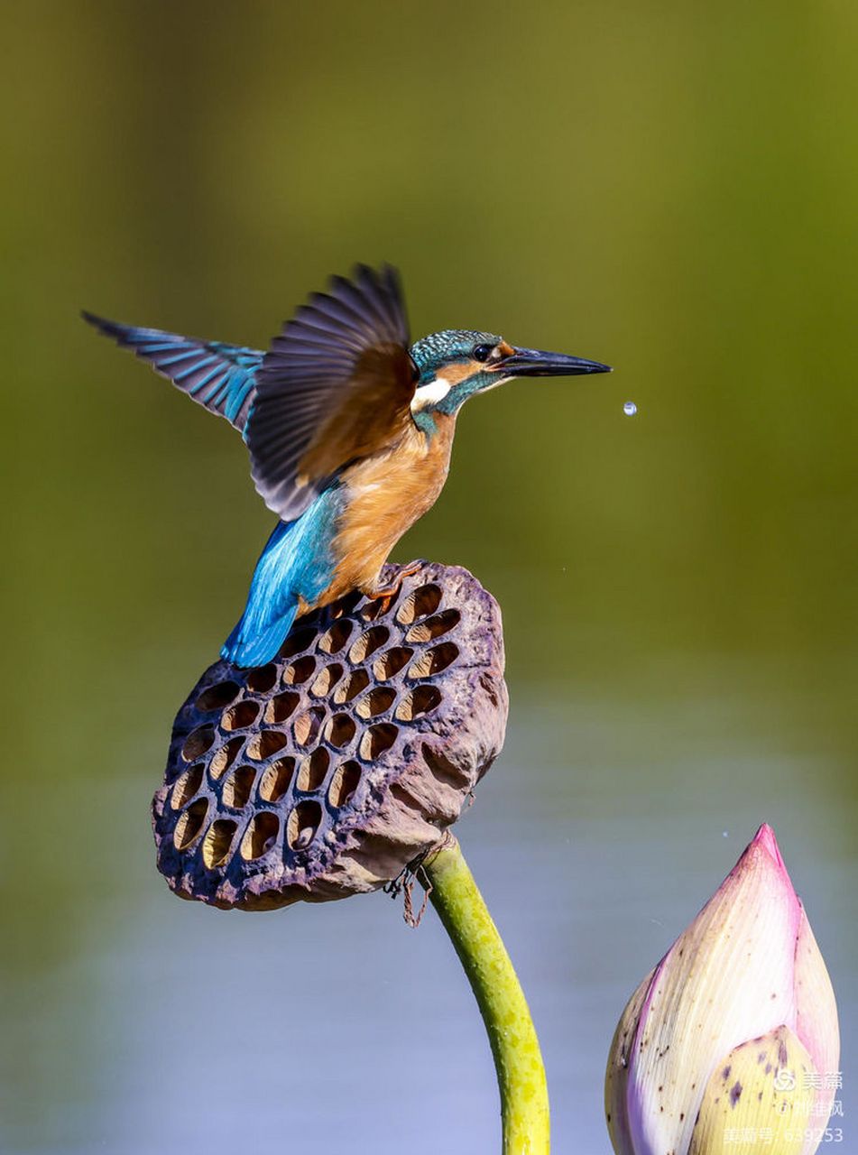 残荷翠鸟 [微风][微风] 秋风黄,徐徐的刮来了凉霜,娇美的 荷花渐渐的